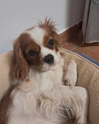 Cavalier king spaniel charles femmina