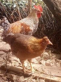 Galline galli legbar