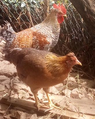 Galline galli legbar