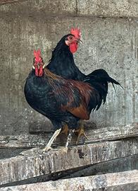 Galletti americani