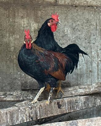 Galletti americani