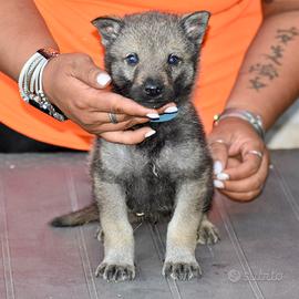 Cuccioli di cane lupo cecoslovacco