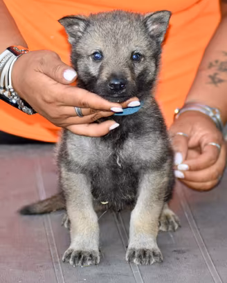 Cuccioli di cane lupo cecoslovacco