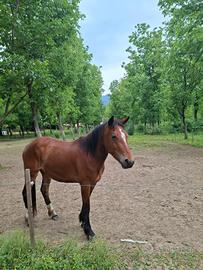 Disponibile puledra non DPA