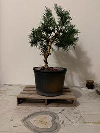 Bonsai (Ginepro sinensis)