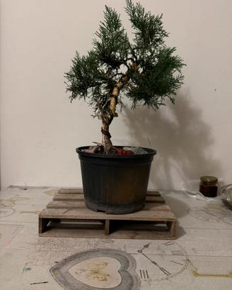 Bonsai (Ginepro sinensis)