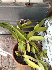 pitaya