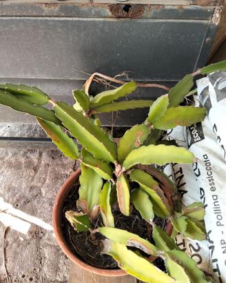 pitaya