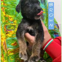 Brown 2 mesi
