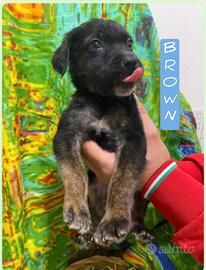 Brown 2 mesi