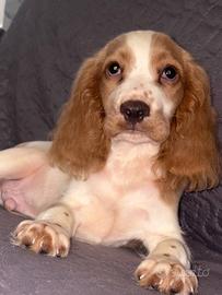Cucciolo Cocker