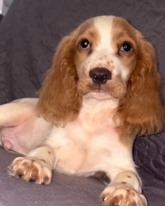 Cucciolo Cocker