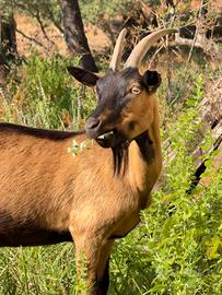 Capra Camosciata e Capre Saanen + Capretta