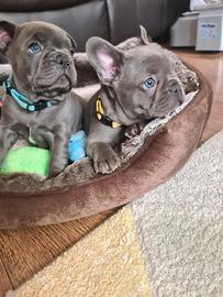 Cuccioli di bulldog francesi maschi femmine blu