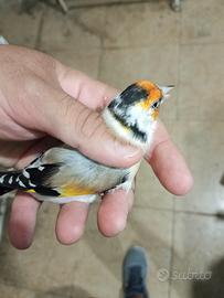 cardellino 