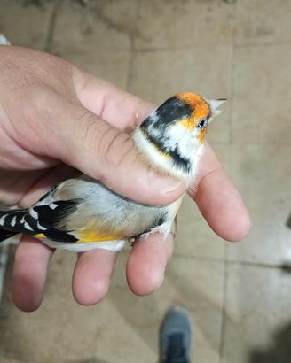 cardellino 
