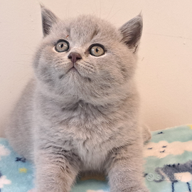 Maschio di razza british shorthair