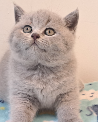 Maschio di razza british shorthair