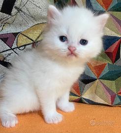 Gattino persiano maschio 