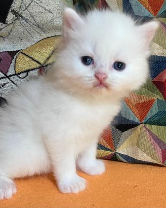 Gattino persiano maschio 