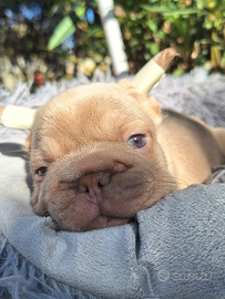 Maschietto Big Rope Isabella New Shade Bull.France