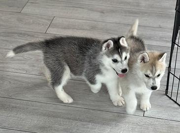 Siberian husky