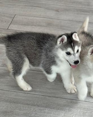 Siberian husky