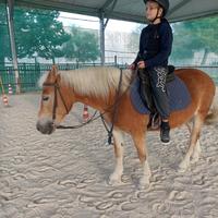 Femmina cavallo haflinger