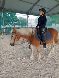 Femmina cavallo haflinger