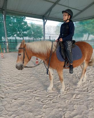 Femmina cavallo haflinger