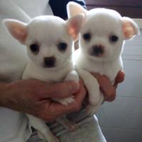 Dispongo di due cuccioli di chihuahua