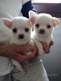 Dispongo di due cuccioli di chihuahua