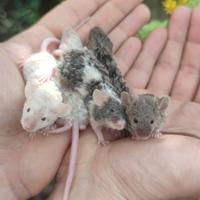 Mus Musculus Texel ( pelo riccio )