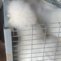 Gallo moroseta silkie