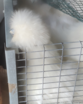 Gallo moroseta silkie