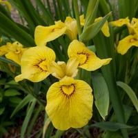 Piante acquatiche Iris pseudata "Chance of Beauty"