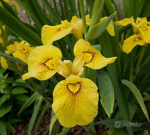 Piante acquatiche Iris pseudata "Chance of Beauty"
