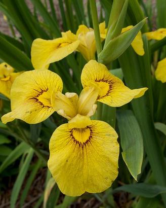 Piante acquatiche Iris pseudata "Chance of Beauty"