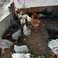 Galline