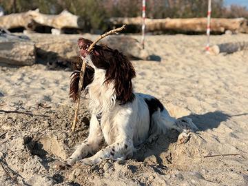 Springer Spaniel inglese disponibile per monta