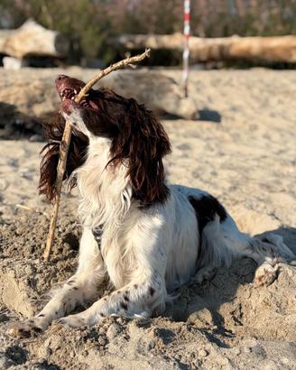 Springer Spaniel inglese disponibile per monta