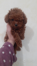 Barboncino toy