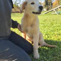 Cucciolo golden retriever