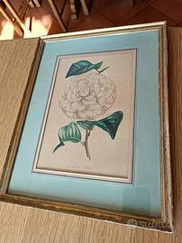 TRE QUADRI CROMOLITOFRAFIE ORIGINALI CAMELIE 1860