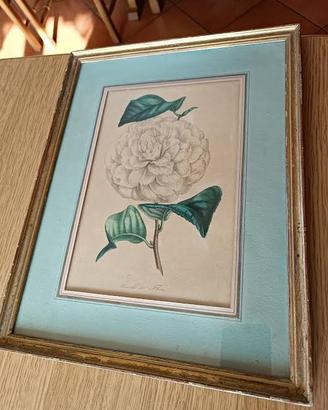 TRE QUADRI CROMOLITOFRAFIE ORIGINALI CAMELIE 1860