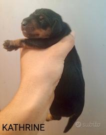 Pinscher nano
