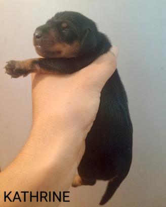 Pinscher nano