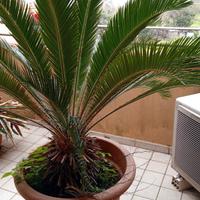 cycas 