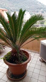 cycas 
