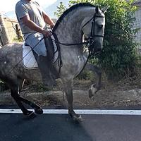 Cavalla PRE 7 anni